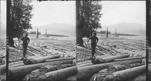 Log booms at the sawmill on the Columbia River