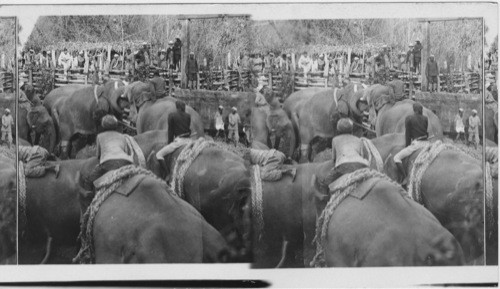 A stiff pull - difficulties of securing a wild monster - Elephant Drive - Mysore. India