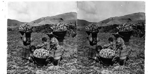 Sweet potatoes gathered by Igarrote girls near Baguio, Island of Luzon