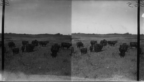 Herd at McGregor Farm. Brandon, Man