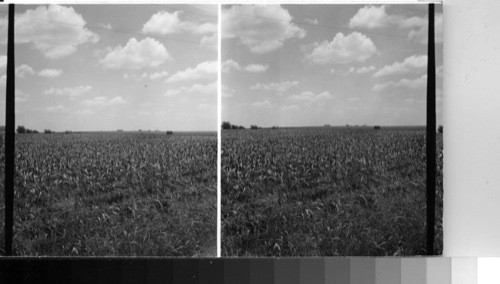 Field of Sorgum [sorghum], Texas