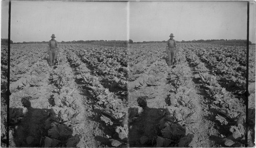 Cabbage patch near Buffalo, N.Y