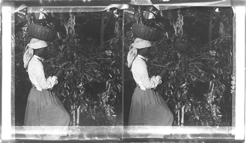 Gathering the Coffee Berries. Jamaica