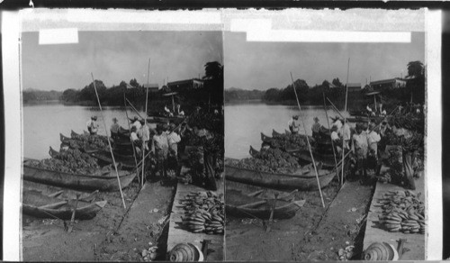 Indian "dug outs" on the Chagres River, bringing bananas, the chief export of Panama, to Gatun. Panama. Dug outs called "Cayucas"