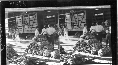 Bananas at Port Limon, Costa Rica. Oudine. 1938-39. Not cataloged