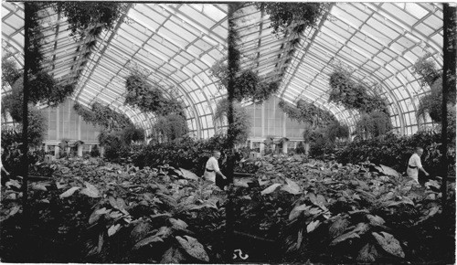 Caladiums, Conservatory, Lincoln Park, Chicago