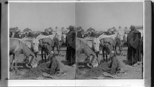 A donkey bazaar of Upper Egypt