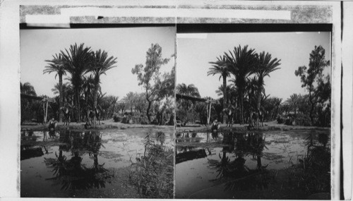 Resting under palms at the brackish “Springs of Moses” Sinai Wilderness. Egypt