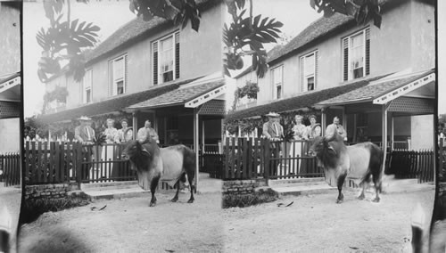 East Indian Cattle Farm of Hon. Evelyn Ellis, Montpelier, Jamaica