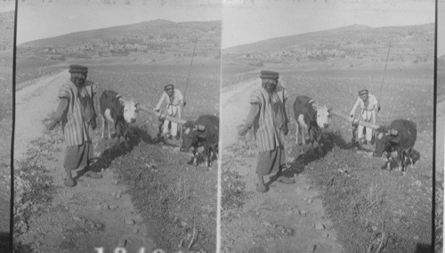 Sower scattering grain, Palestine