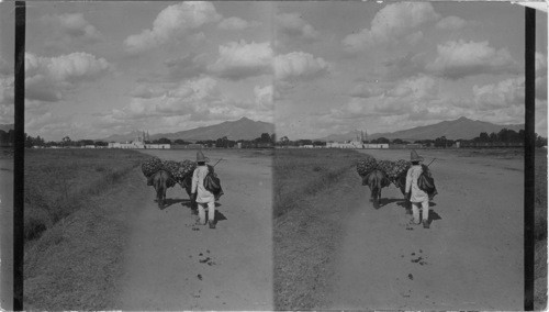 On the way to market, Silao, Mexico