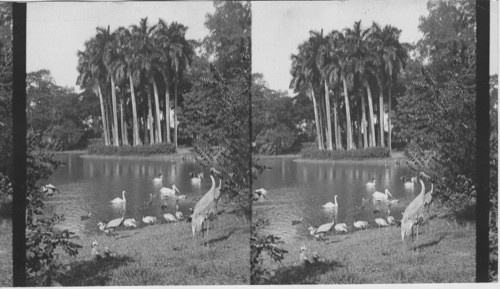 In Zoo Gardens - Calcutta. India