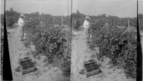 Picking blackberries on a New Jersey farm