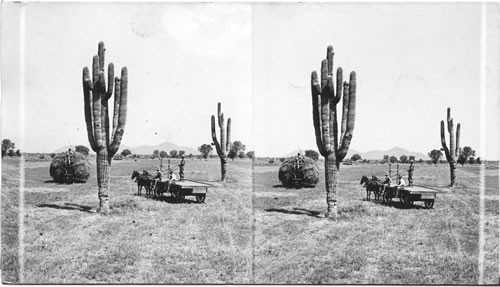 Giant cacti of the desert in alfalfa field made production by irrigation. Arizona