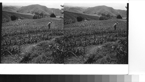 PUERTO RICO, Corozal: Pineapple plantation on the mountainous slopes of central Puerto Rico. Contour planting is used here for soil conservation. The men are cultivating the young pineapple plants. Beyond in the distance are fields of sugar cane which is another rich crop around here. Sawders, 1949