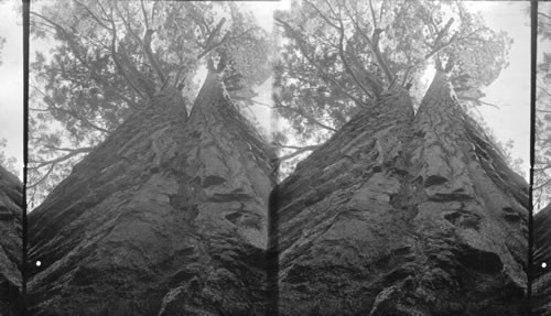 Probably Oregon - Looking straight up a big tree. California?