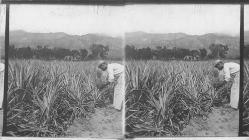 Gathering Pineapples, Jamaica