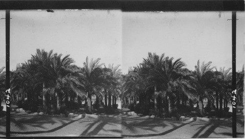 Date palms at Memphis, Egypt