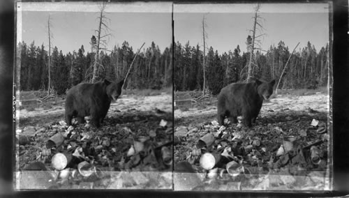 Face to face with one of the famous black bears of Yellowstone Park. Wyoming