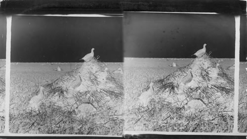 The old cock's alarm - hunting prairie chicken. D. Dakota