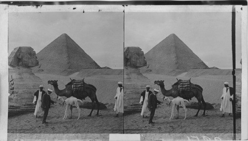 A Dromedary Mother and Baby