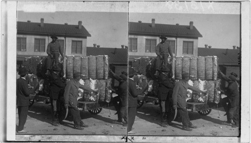 Cotton. set #34. bringing bales of cotton to the dock for export, Savannah, GA