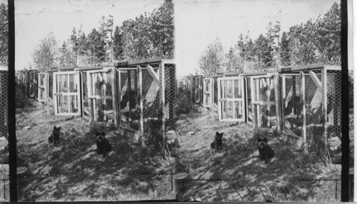 Hospital ward in case of sickness or disease among the fox, they are separated from the rest and locked up in these pens. Rosebank Fur Farms, Ltd. Southport, P.E.I