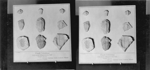 Fossil Trilobites #P5606 - Calymene Niatarensis Hall. Niagara Group, Drainage Canal, Lemont. Ill. Field Museum. Chicago, Ill