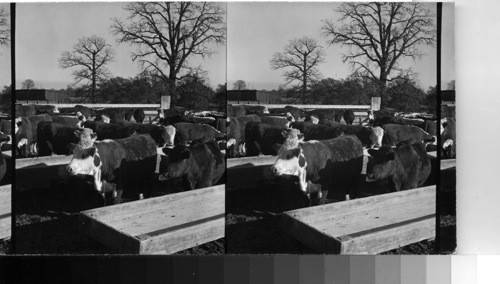 Feeding Beef Cattle in the Corn Belt near New Lenox, Ill