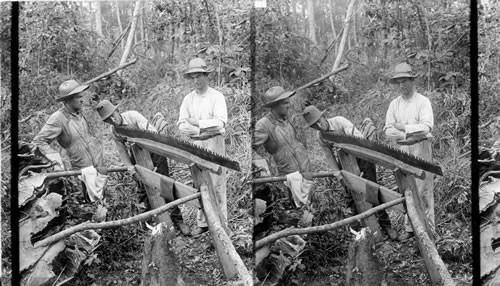 Sharpening a timber falling saw. Dismal Swamp. VA