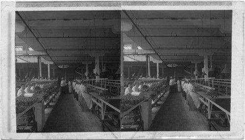 Packing Sliced Bacon in Glass Jars Armour's Union Stockyard, Chicago