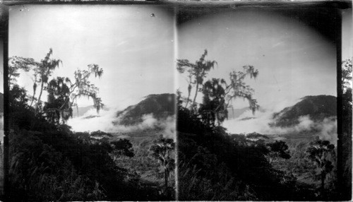 Cloud-kissed vale through moss-draped woods of the mountain side, Costa Rica, C.A