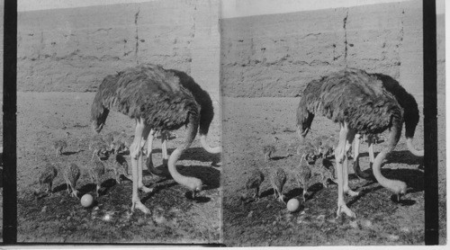 An ostrich and family. Thebes, Egypt