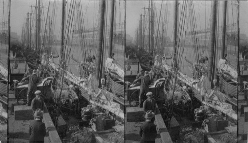 At the Boston Fish Pier - Unloading Halibut