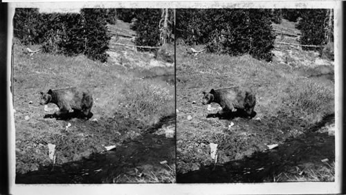 A Grizzly, Yellowstone Park