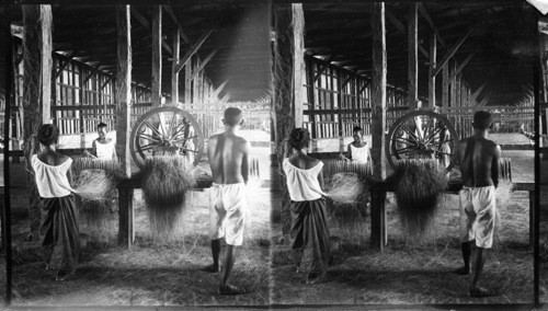 In A Filipino Rope Factory, Manila. Cleaning The Hemp Fiber, Philippines