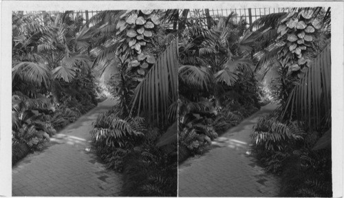 Palm Room, Washington Park Conservatory, Chicago, Ill