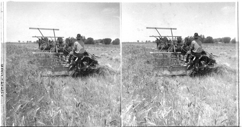 Harvesting wheat along Colorado River, Arizona