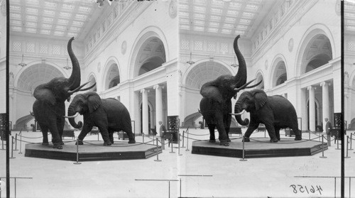 Akeley elephants, Field Museum, Chicago