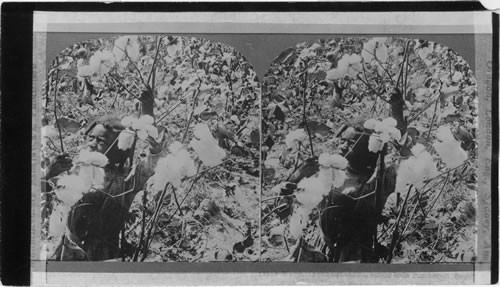 A field of Upland cotton ripe for picking. Georgia