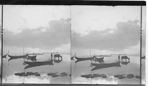 Native watering his carabao (water buffalo) at sunset, Manila Bay, Philippine Islands. Obsolete Or Historic - E E Baker, 1929