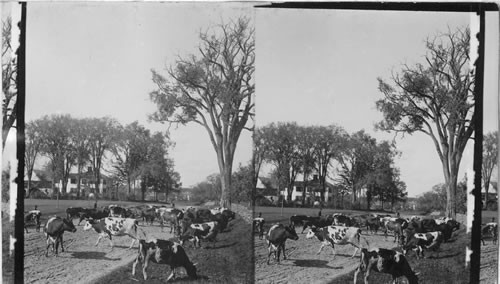 Driving cattle to pasture. Manchester? N. H