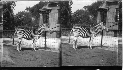 South African Zebra (Equus Burchelli) in the zoo. Lincoln Park