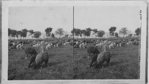 A Flock of sheep Grazin in the Khedive’s Pasture Cairo
