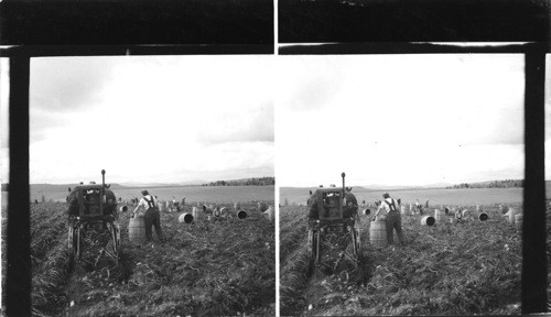 Harvesting Potatoes, Aroostook County, Presque Isle. Maine