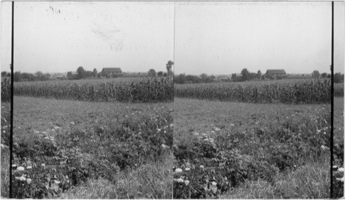 Typical Farm and Farm Buildings, Lancaster, Co., Penna