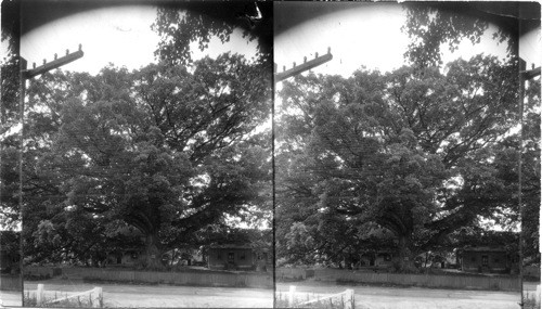 Wye Oak Tree 375 yrs. old, spread 375 feet. Diameter [of trunk] one foot from ground, 18 ft - 3 inches. Queen Anne's Co., near Wye Mills, Maryland