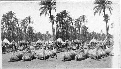 The Military Camel Corps, Assouan