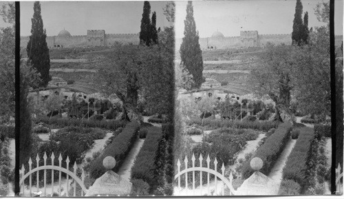 Near view of the Garden of Gethsemane, Jerusalem Palestine