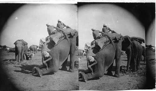 Military Elephants, India